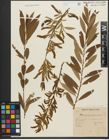 Foto von Salix triandra subsp. triandra L.
